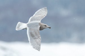 Gråvingemåke Verdal havn, Verdal - 8494