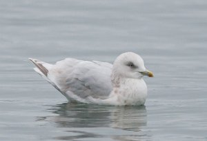 Grønlandsmåke ua kumlieni Gaulosen, Melhus-6717