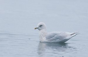 Grønlandsmåke ua kumlieni Gaulosen, Melhus-7294