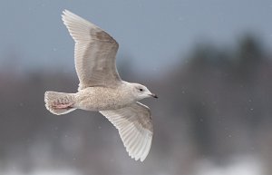 Grønlandsmåke Børsa, Skaun - 6829