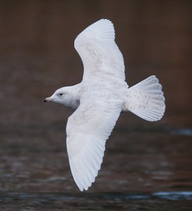 Grønlandsmåke Nidarø, Trondheim-7983