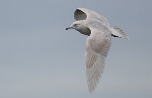 Grønlandsmåke Verdal havn, Verdal - 6262