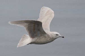 Grønlandsmåke Verdal havn, Verdal - 6374