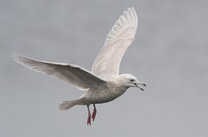 Grønlandsmåke Verdal havn, Verdal - 6394