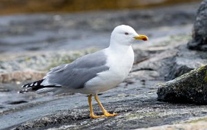 Gulbeinmåke Værnes, Agdenes - 2944