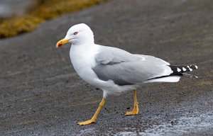 Gulbeinmåke Værnes, Agdenes - 3023