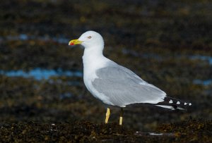 Gulbeinmåke Værnes, Agdenes - 6233