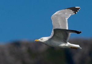 Gulbeinmåke Værnes, Agdenes - 6354