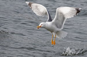 Gulbeinmåke Vernes, Agdenes, Orkland - 0359