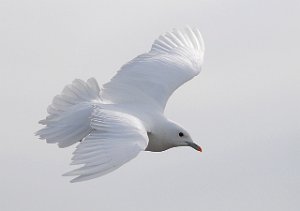 Ismåke Ivory Gull Longyearbyen, Svalbard 2089