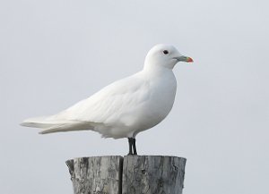 Ismåke Longyearbyen, Svalbard 2008