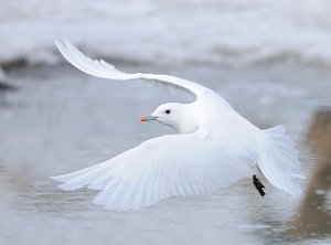 Ismåke Longyearbyen, Svalbard 2233