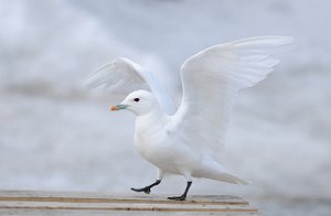 Ismåke Longyearbyen, Svalbard 2238