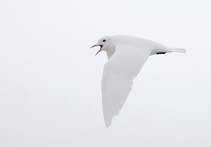 Ismåke Longyearbyen, Svalbard 2469