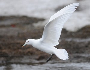 Ismåke Longyearbyen, Svalbard 467