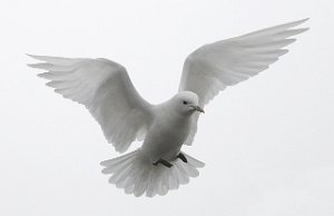 Ismåke-Ivory Gull Longyearbyen, Svalbard 678