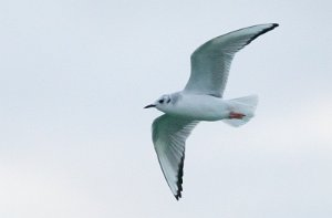 Kanadahettemåke Uthaug havn, Ørland - 3079