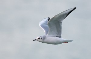 Kanadahettemåke Uthaug havn, Ørland - 3529