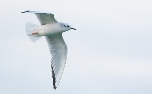 Kanadahettemåke Uthaug havn, Ørland - 3548