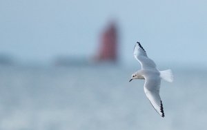 Kanadahettemåke Uthaug havn, Ørland - 3593