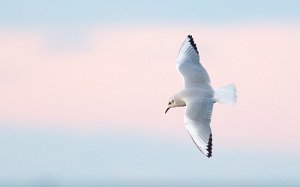 Kanadahettemåke Uthaug havn, Ørland - 3793