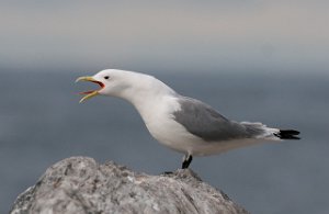 Krykkje Hornøya, Vardø-1108