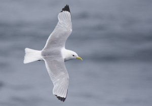 Krykkje Sjøområdene utenfor Halten, Frøya - 3664