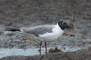 Lattermåke Midthassel, Lista, Farsund-2337