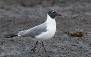 Lattermåke Midthassel, Lista, Farsund-2354