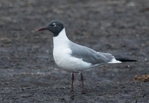 Lattermåke Midthassel, Lista, Farsund-2494