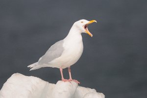 Polarmåke Adventdalen, Svalbard 4861