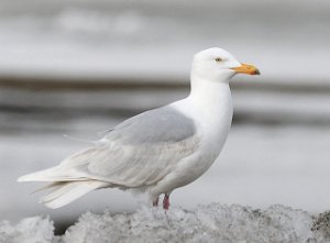 Polarmåke Adventdalen, Svalbard 5286