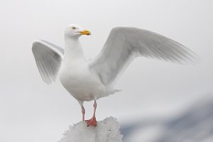 Polarmåke Adventdalen, Svalbard 5300