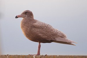 Polarmåke Uthaug havn, Ørland 1378