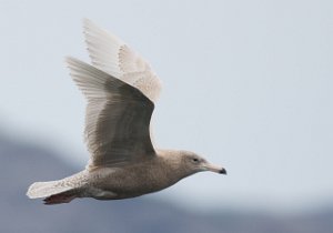 Polarmåke Uthaug havn, Ørland-2052