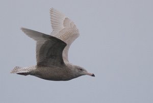 Polarmåke Uthaug havn, Ørland-3161