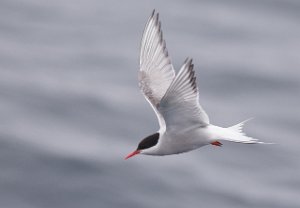 Rødnebbterne Sjøområdene utenfor Halten, Frøya - 3924