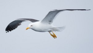 Sildemåke Sjøområdene utenfor Halten, Frøya - 4008