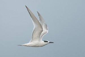 Splitterne Agger Tange, Jylland-6205