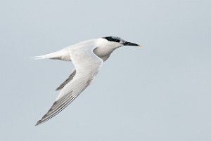 Splitterne Agger Tange, Jylland-6246