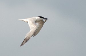 Splitterne Agger Tange, Jylland-6251