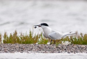 Splitterne Agger Tange, Jylland-6490