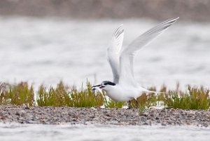 Splitterne Agger Tange, Jylland-6496