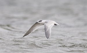 Splitterne Agger Tange, Jylland-6501