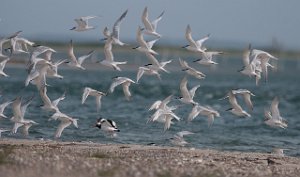 Splitterne Agger Tange, Jylland-6549