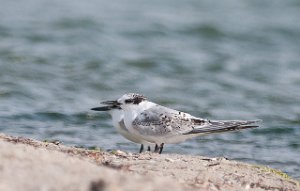 Splitterne Agger Tange, Jylland-6564