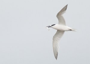 Splitterne Agger Tange, Jylland-6710