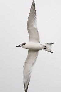 Splitterne Agger Tange, Jylland-6719