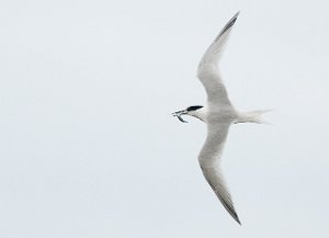 Splitterne Agger Tange, Jylland-6769