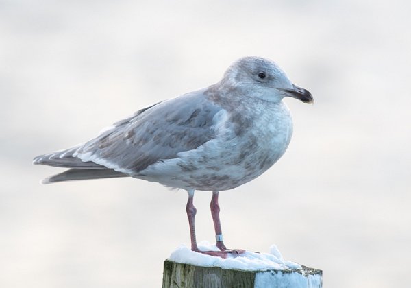 Gråvingemåke